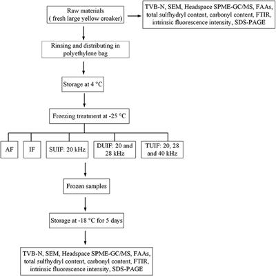 Influence of Multifrequency Ultrasound-Assisted Freezing on the Flavour Attributes and Myofibrillar Protein Characteristics of Cultured Large Yellow Croaker (Larimichthys crocea)